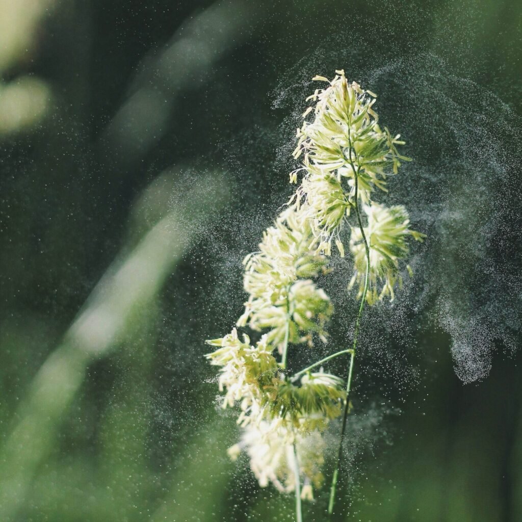 Pollen